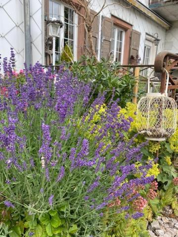Bed and Breakfast La Vieille Eglise Le Hohwald Exterior foto